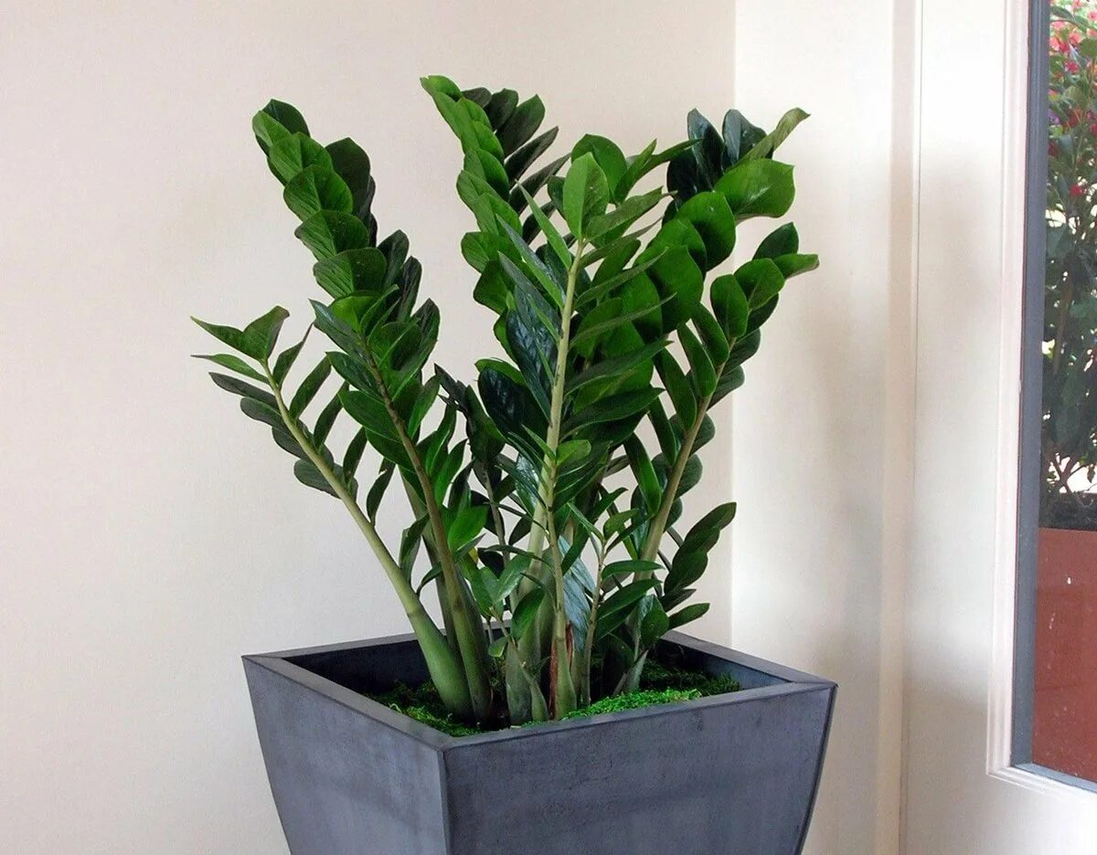 Zamioculcas wird schneller wachsen als je zuvor. Einer von drei Hausdüngern reicht aus.