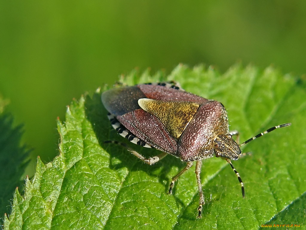 Stinkende Wanzen in der Wohnung – ein Alarmsignal für alle Bewohner