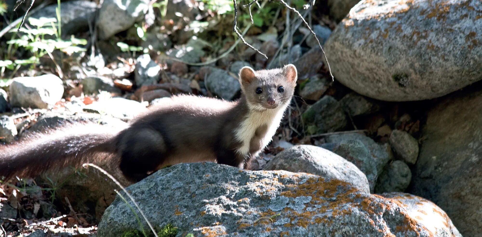 Stellen Sie es vor Ihrem Haus auf, und die Marder verschwinden über Nacht. Experten: „Es funktioniert.“