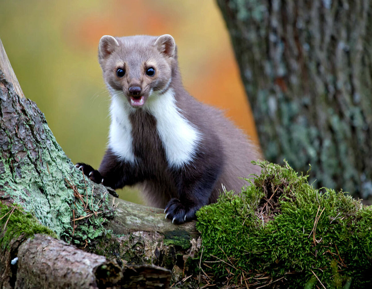 Stellen Sie es vor Ihrem Haus auf, und die Marder verschwinden über Nacht. Experten: „Es funktioniert.“